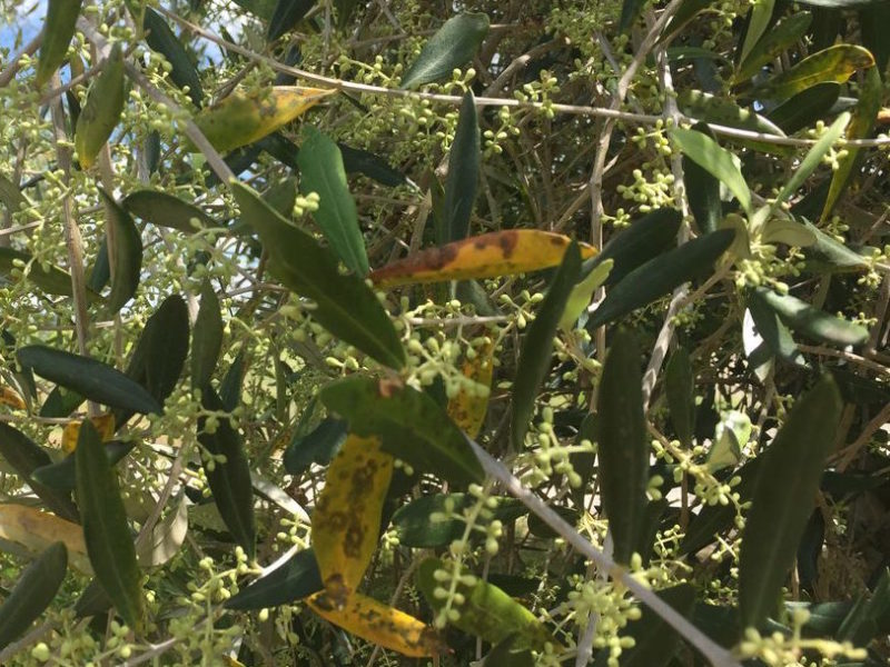 oliveharvest10